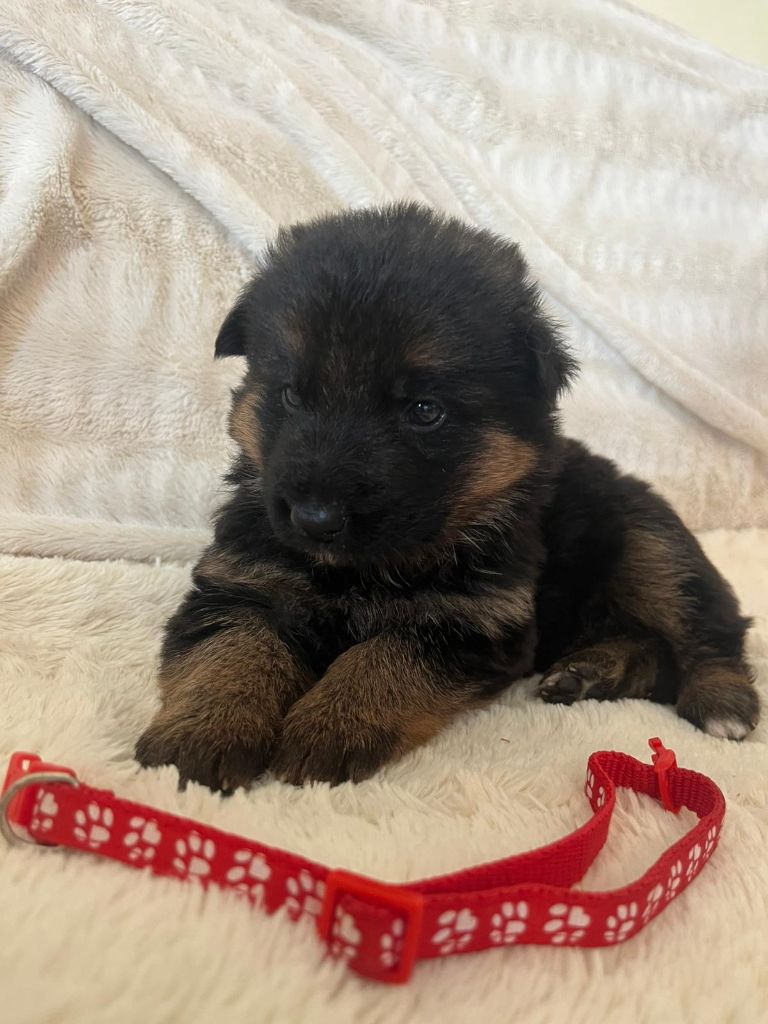 de la Baie du Galion - Chiots disponibles - Berger Allemand