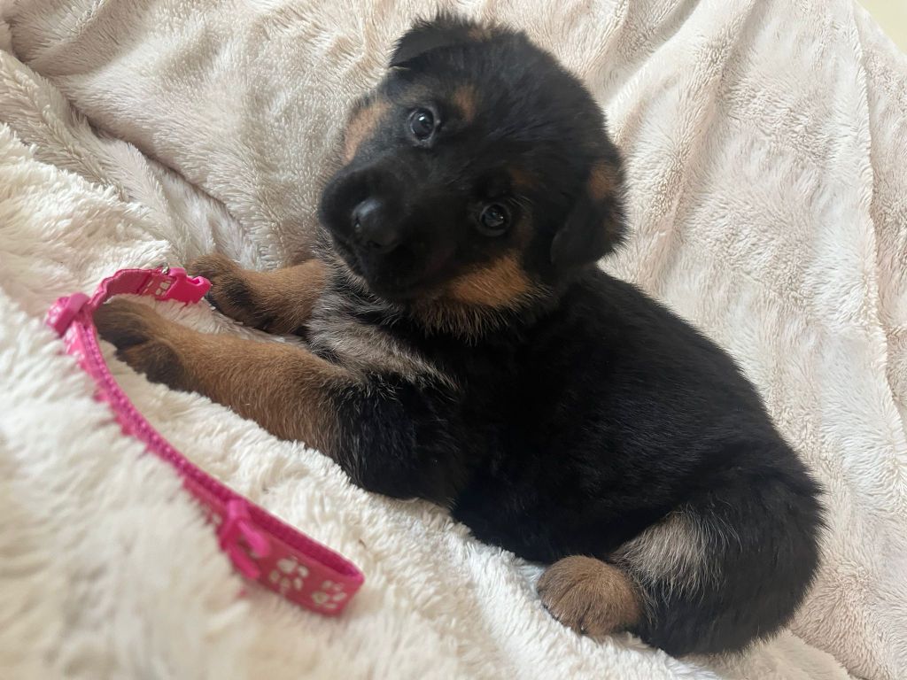 de la Baie du Galion - Chiots disponibles - Berger Allemand