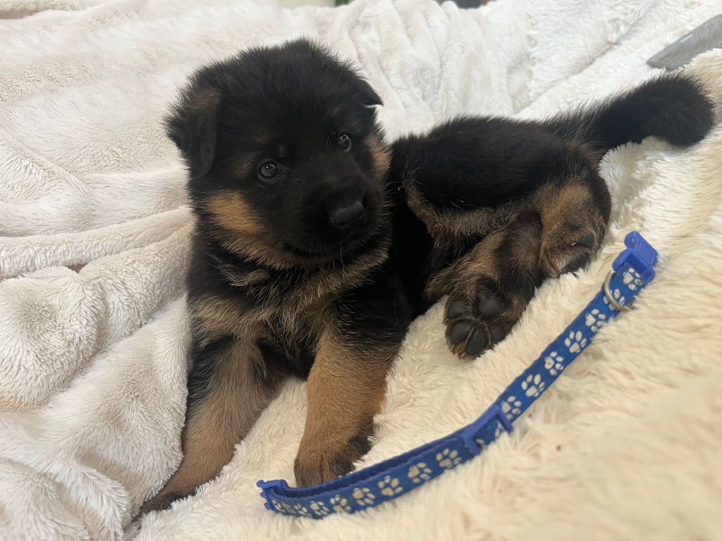de la Baie du Galion - Chiots disponibles - Berger Allemand