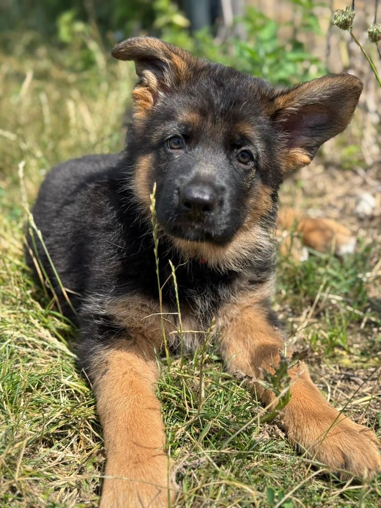 de la Baie du Galion - Chiots disponibles - Berger Allemand