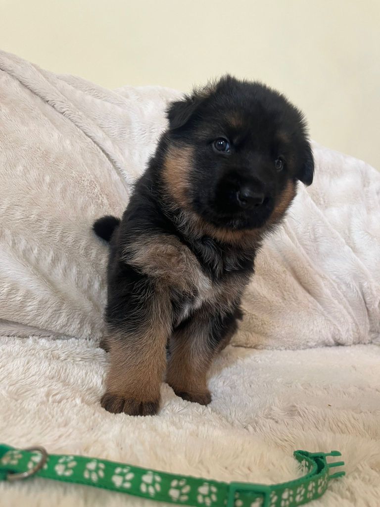 de la Baie du Galion - Chiots disponibles - Berger Allemand