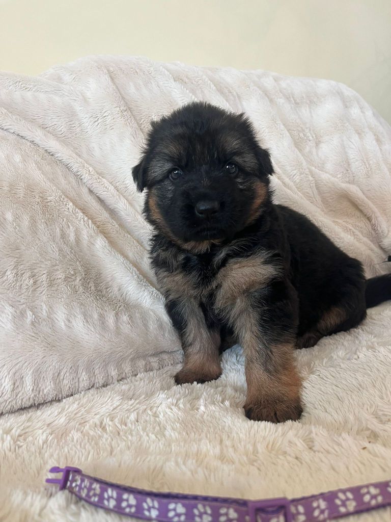 de la Baie du Galion - Chiots disponibles - Berger Allemand