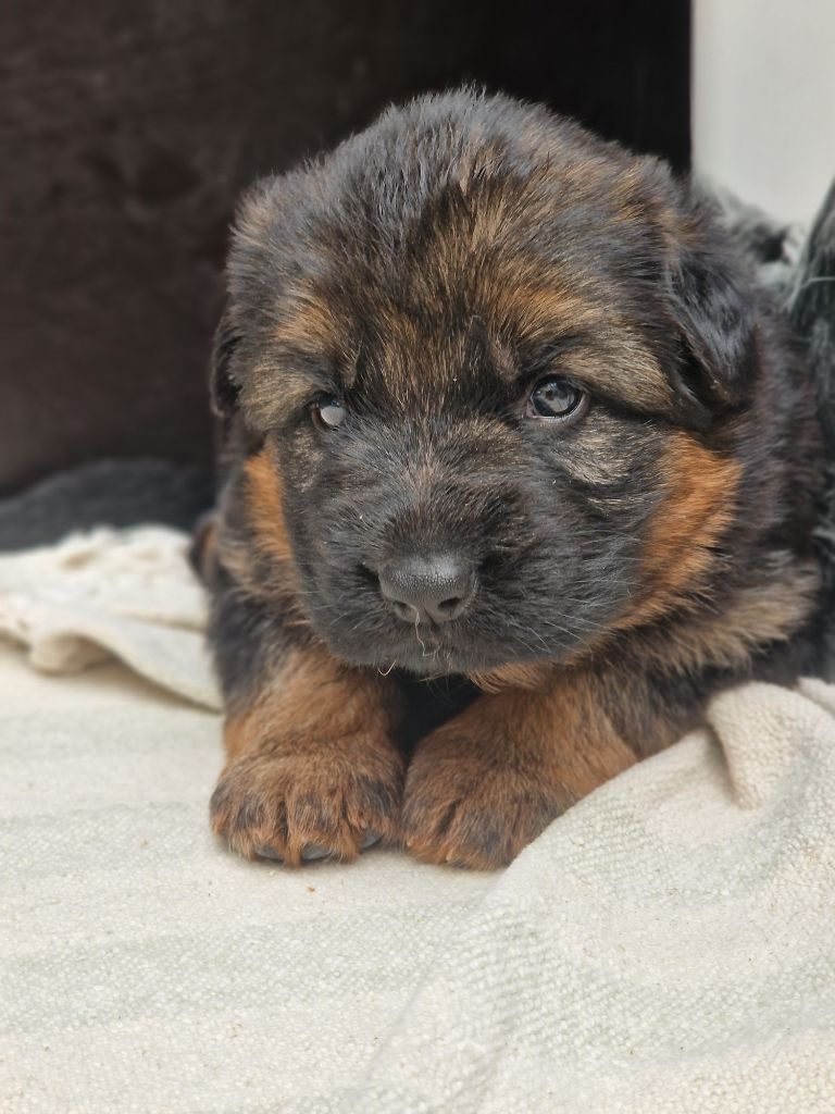 de la Baie du Galion - Chiots disponibles - Berger Allemand